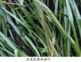 韭菜軟腐病 韭菜軟腐病