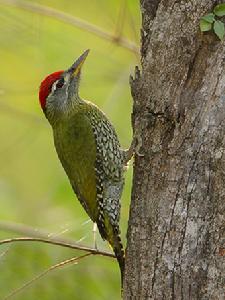 鱗喉綠啄木鳥