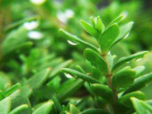 六安瓜子 六安瓜子