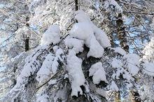 老里克湖的冰鬍子，攝影，揚眉