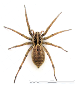 多色球蛛 多色球蛛