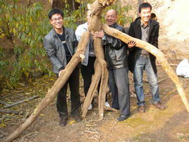 千金瓜蔞根茶 千金瓜蔞根茶