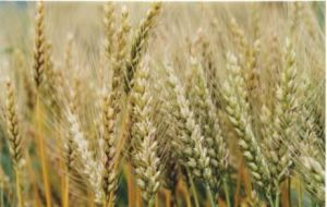 渝麥7號 渝麥7號