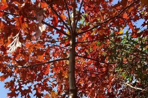 速生紅櫟 速生紅櫟