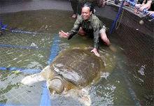 鱉[龜鱉目鱉科動物]