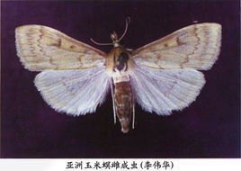 亞洲玉米螟 亞洲玉米螟