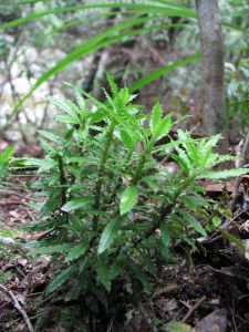 華西石杉 華西石杉