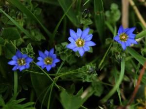 齒褶龍膽 齒褶龍膽