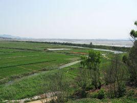 東營圍墾 東營圍墾