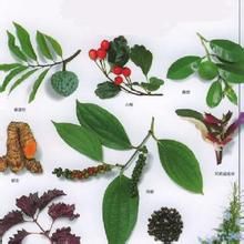 古巴蘿芙木 古巴蘿芙木