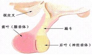 泌乳素:促進乳房發育成熟和乳