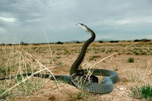 黑曼巴蛇有眼鏡王蛇的姿態