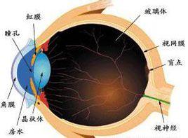 瞼結膜出現灰白色膜 瞼結膜出現灰白色膜