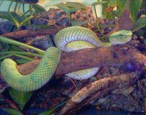 （圖）黑綠烙鐵頭屬