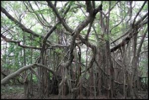 不可計數 不可計數