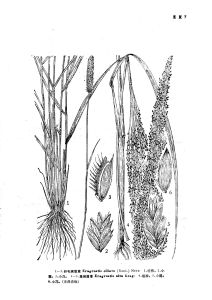 纖毛畫眉草 纖毛畫眉草