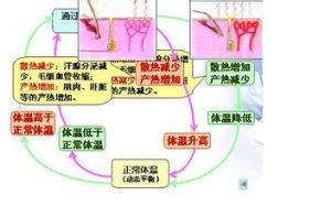《體溫調節》
