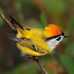 雀形目戴菊科戴菊屬火冠戴菊鳥