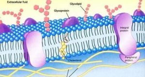外周蛋白 外周蛋白