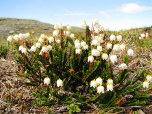 短梗岩須 短梗岩須
