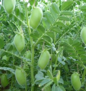 鷹嘴豆族 鷹嘴豆族