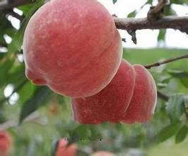 紅崗山桃子 紅崗山桃子