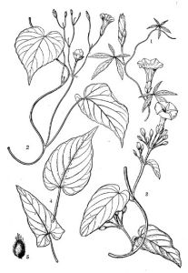 長梗山土瓜 長梗山土瓜