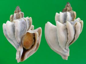 縱肋南極骨螺 縱肋南極骨螺