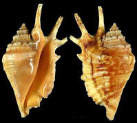 阿氏蜘蛛螺 阿氏蜘蛛螺