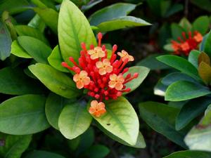 紅花茜草 紅花茜草