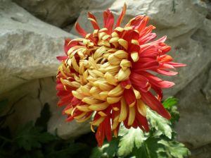 金背大紅 金背大紅