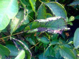 核桃黑斑病 核桃黑斑病