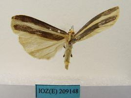 均帶金苔蛾 均帶金苔蛾