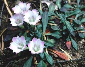 昆明龍膽 昆明龍膽