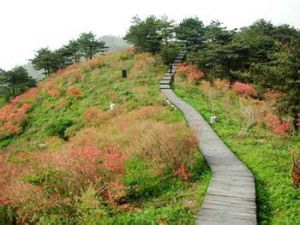 五腦山國家森林公園