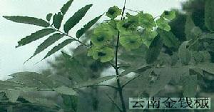 雲南金錢槭