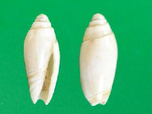 紅紋榧螺 紅紋榧螺