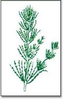 （圖）輪藻群落