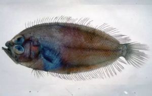 大鱗擬棘鮃 大鱗擬棘鮃