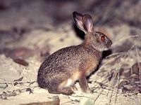 緬甸野兔 緬甸野兔