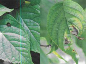 櫻桃穿孔病 櫻桃穿孔病