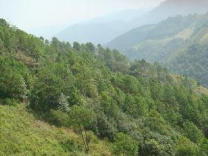 母體科自然村樹林