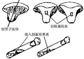 組織分離 組織分離