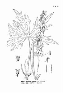 吉林烏頭 吉林烏頭