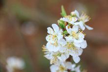 多種多樣的渠楠屯植物