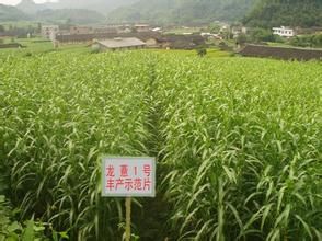 龍薏1號 龍薏1號