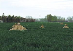 平墳後遺症 平墳後遺症