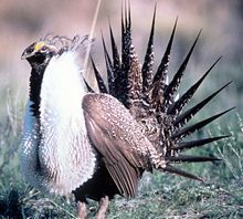 松雞科鳥類:艾草松雞