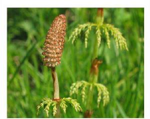 草問荊[草問荊]