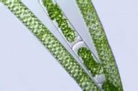 湖南水綿 湖南水綿